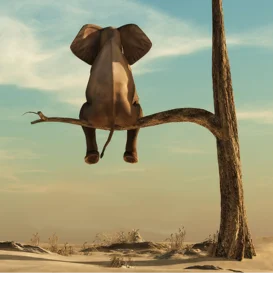 elephant